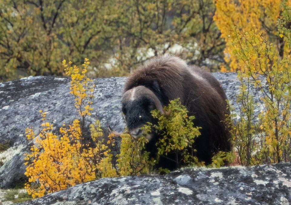 Moskusfe står mellom gule bjørkekratt og en lav stein og biter i greinene.