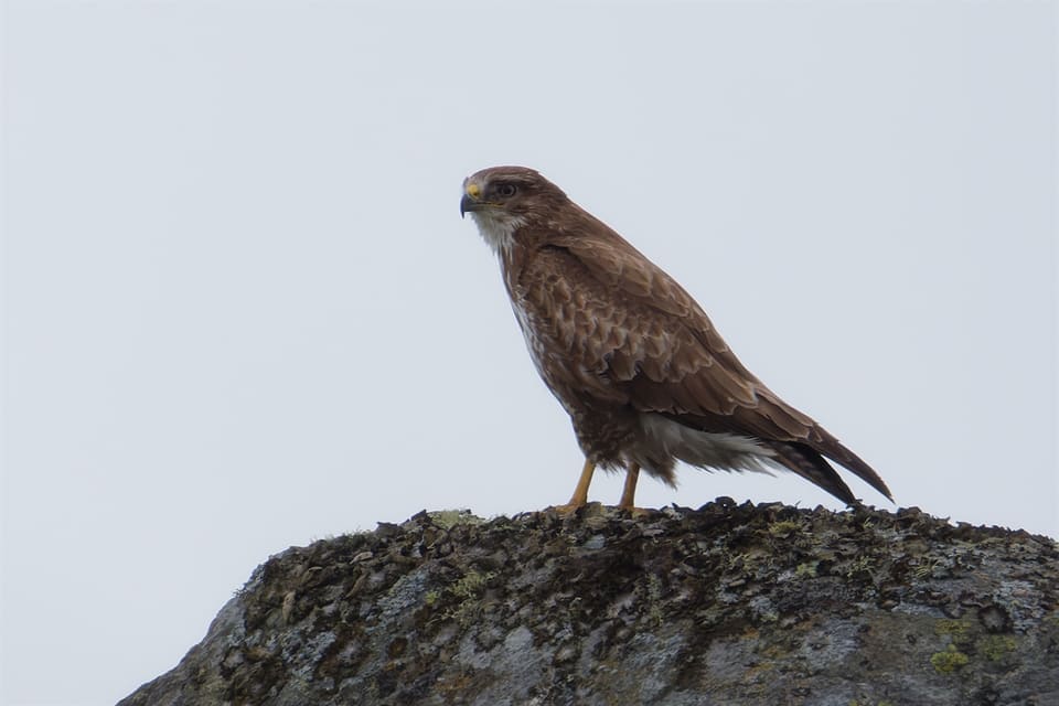 Musvåk sitter på en lavdekt stein mot lys grå himmel, mørkebrun med lysere strupe og bryst, gule bein, kort, kraftig nebb og en lang, smalt tverrstripet hale.