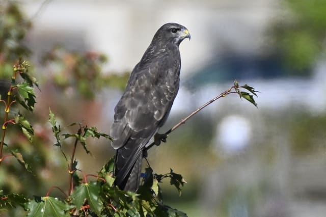Mørk musvåk sitter på en kvist mellom blader, nesten ensfarget mørkebrun med gult nebb og lys vokshud og mørke øyne.