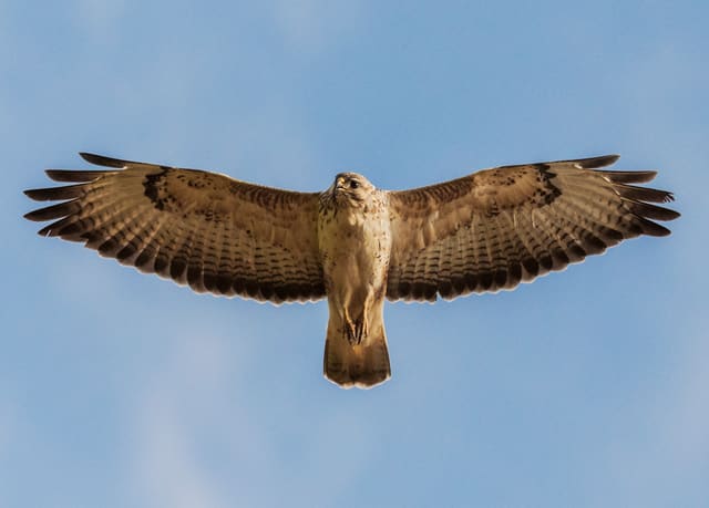 Lys musvåk svever med utbredte vinger sett nedenfra mot blå himmel, med mørke håndrotsflekker, mørke fingrer og en finstripet hale.