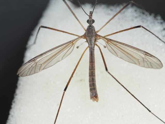 Myrstankelbein sett ovenfra på lyst underlag med utspilte vinger. Vingene har en mørk, røykfarget kant langs forkanten, kroppen er grå og stump i enden, og beina er svært lange.