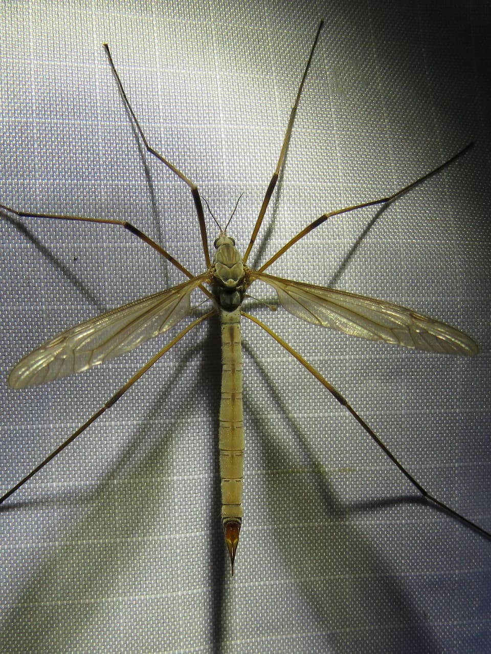 Myrstankelbein sett ovenfra på lys duk med utspilte vinger og lange bein.