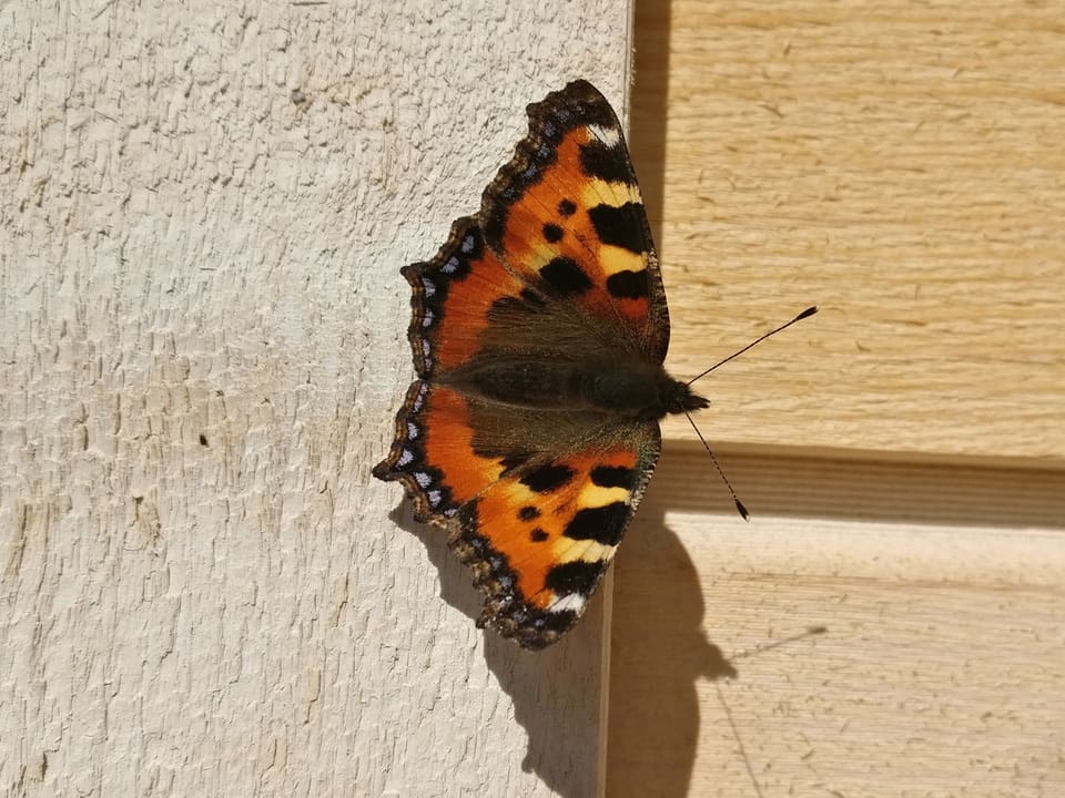 Neslesommerfugl med åpne vinger på en lys trevegg i sol, sett ovenfra og litt fra siden.