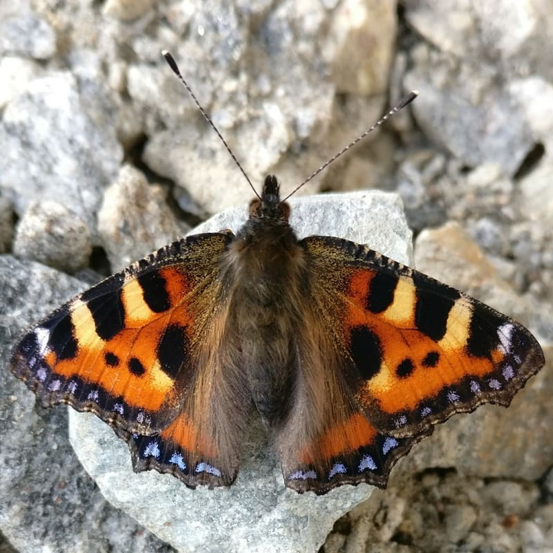 Neslesommerfugl med åpne vinger sett ovenfra på lys stein. Vingene er oransje med svarte og gule flekker og en bred svart kant med blå halvmåner.