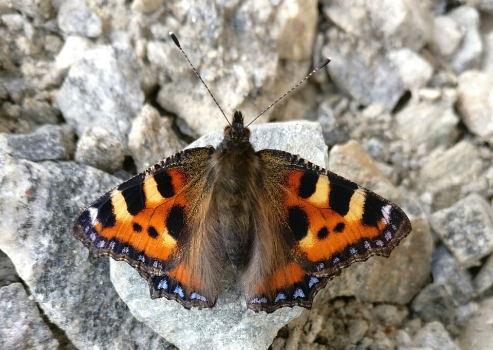 Neslesommerfugl med åpne vinger sett ovenfra på lys stein. Vingene er oransje med svarte og gule flekker og en bred svart kant med blå halvmåner.