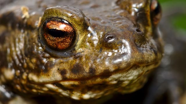 Ekstremt nærbilde av øyet på en nordpadde med kobberfarget iris og tydelig vannrett, spaltelignende pupille, omgitt av vorteete hud.
