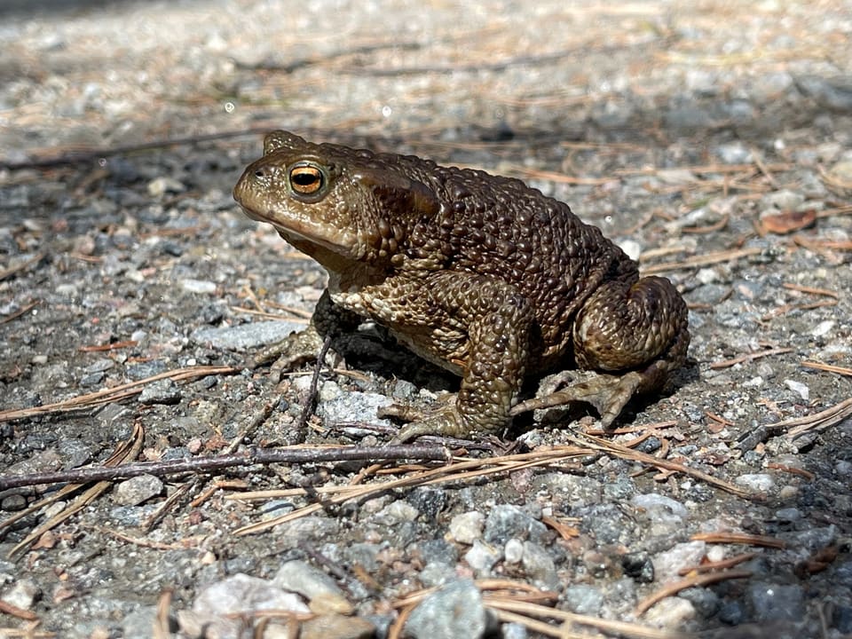 Nordpadde i sideprofil på grus og furunåler, med oransje øye, brun vorteete rygg og tykke bakbein.