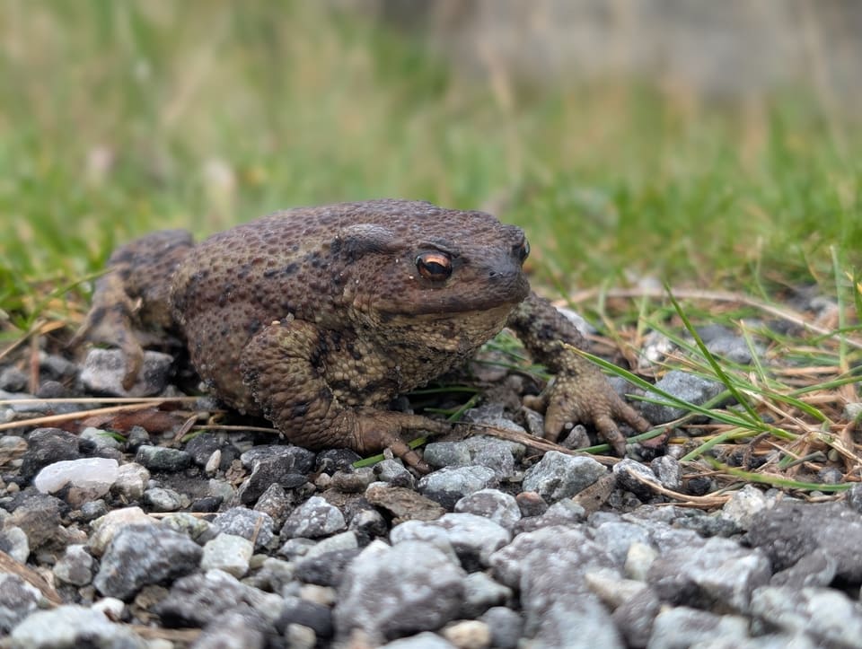 Mørkebrun nordpadde sett lavt fra siden mellom gress og grov grus, med oransje øye og vorter på hele ryggen.