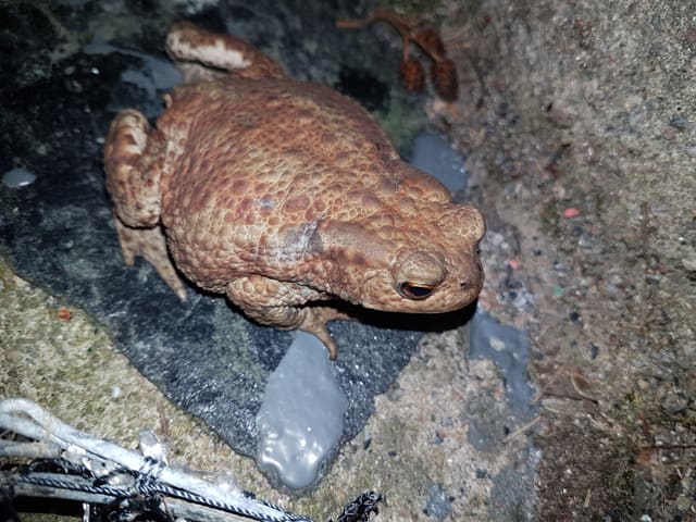 Nordpadde sett ovenfra på en våt stein, med rødbrun hud full av vorter og tydelige, buede ørekjertler bak øynene.