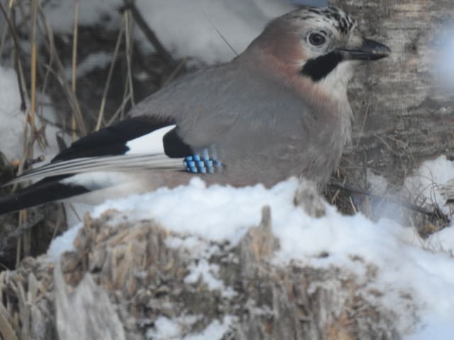 Nøtteskrike sett fra siden på en snødekt stubbe. Isse og panne har svarte striper, kinnet har en bred svart stripe, og undersiden er rosagrå. En lysblå vingeflekk og et hvitt felt på vingen skimtes.