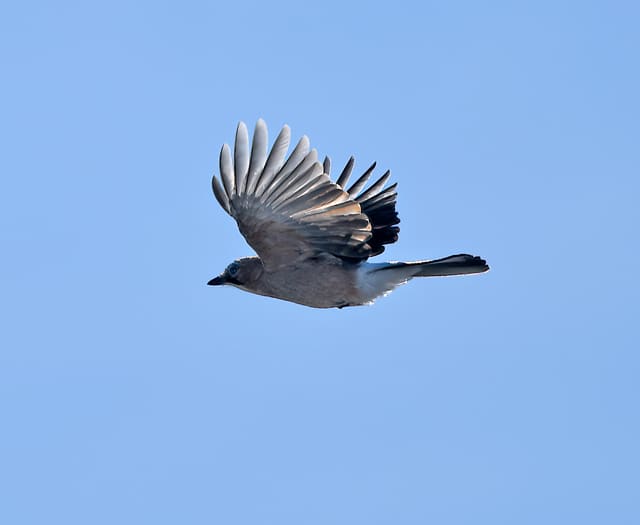 En nøtteskrike flyr med vingene løftet mot blå himmel. Undersiden er grålig, og vingene er brede og avrundede.