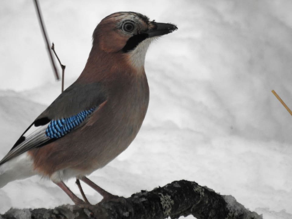En nøtteskrike sitter på en gren mot snø og ser oppover. Kroppen er rosabrun, kinnet har en svart stripe, og vingen har en lys blå flekk med svarte tverrstriper.