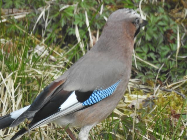 Nøtteskrike sett bakfra og fra siden på bakken i gress. Ryggen er grårosa, vingen har en blå flekk med svarte striper, og et hvitt felt i vingen.