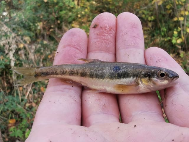 En liten ørekyt ligger i en åpen hånd. Kroppen er gulbrun med mørke tverrflekker langs siden, øyet er stort, munnen er liten og endestilt, og finnene er gule.