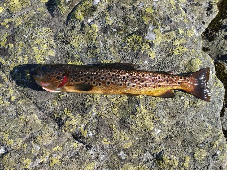 Fanget ørret ligger på en lavkledd stein og viser røde og svarte prikker med lys ring langs hele siden og en lys finnekant.