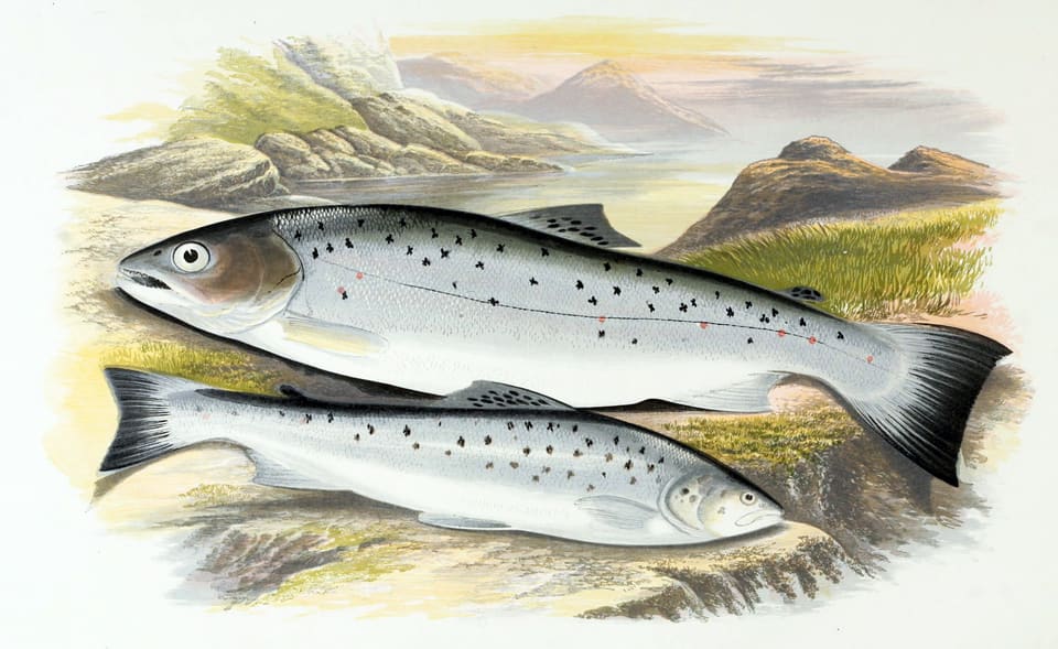 Fargelagt tegning av to sjøørret med sølvskinnende sider og svarte flekker, mot et fjellandskap med innsjø.