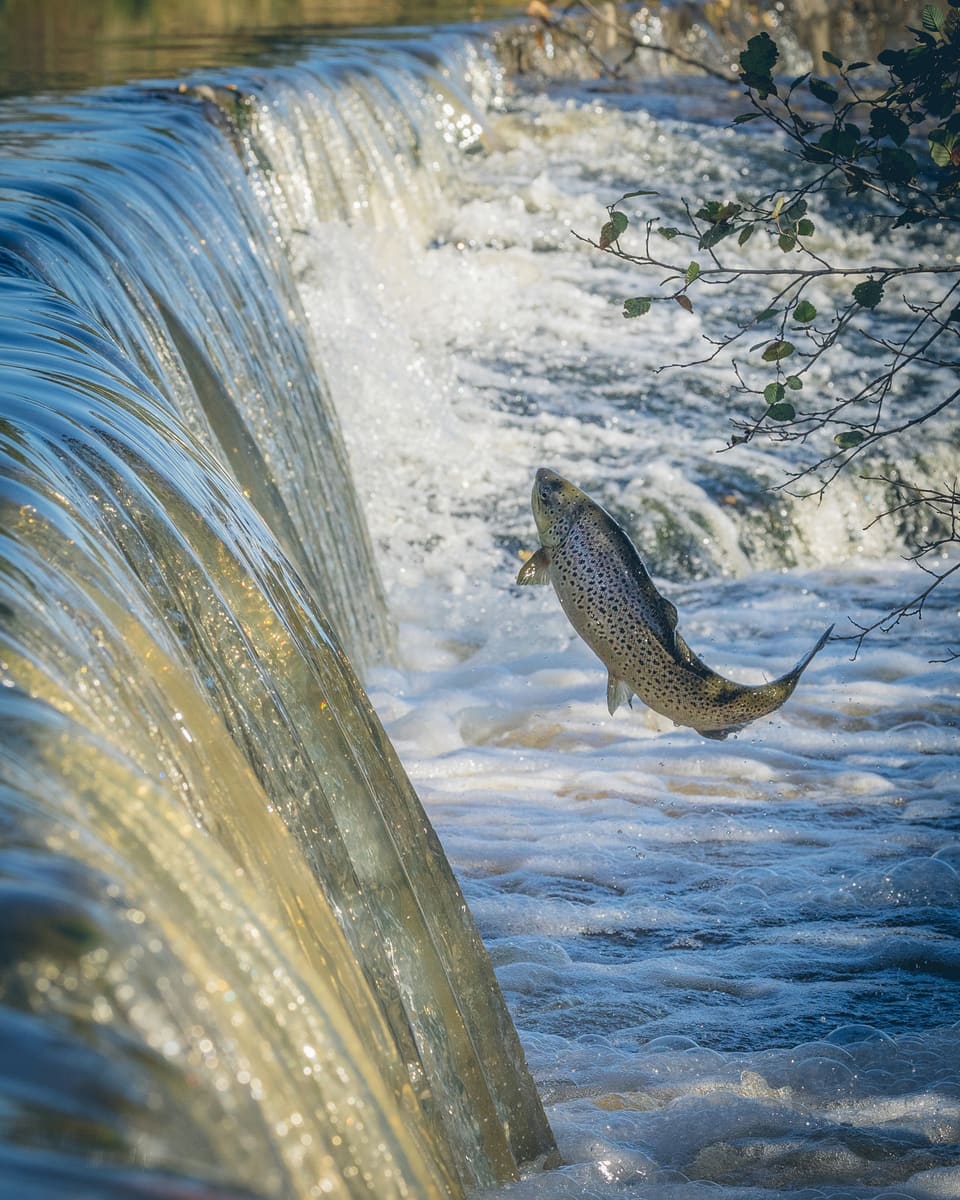 Ørret hopper opp et lite fall i en bekk, med vannet i lange silkestriper rundt fisken.