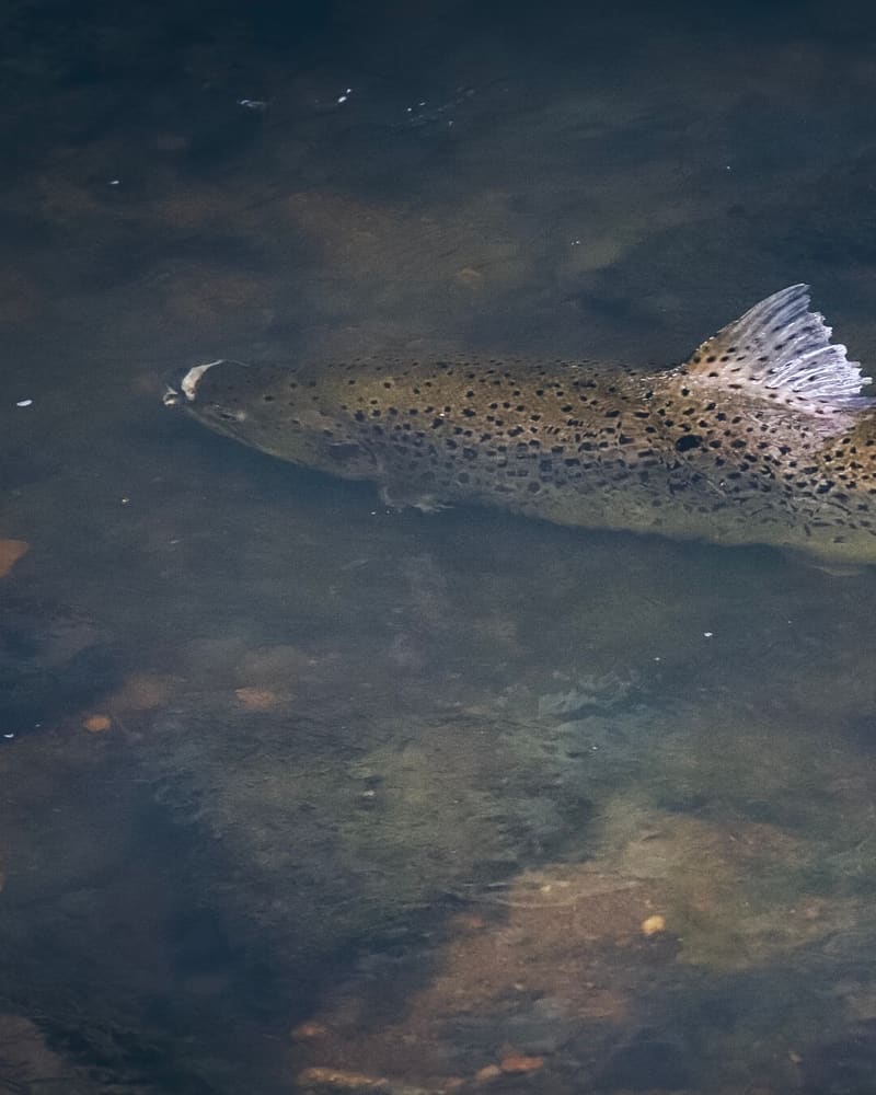 Stor ørret med mange små svarte prikker og lys ryggfinne ligger stille i mørkt, grunt vann i en bekk.