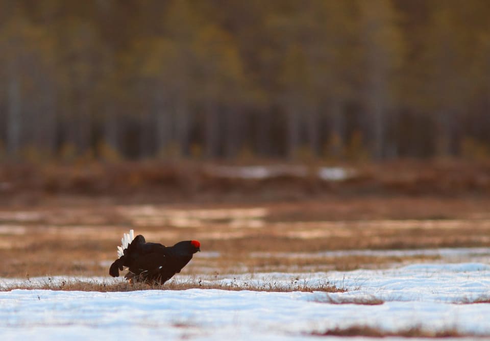 Flere orrhaner står spredt på en snødekt myr foran furuskog på spillplassen tidlig om våren.