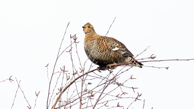 Orrhøne sitter på en tynn kvist mot hvit himmel, gulbrun med mørke tverrstriper, en hvit vingestripe og et lite hode.