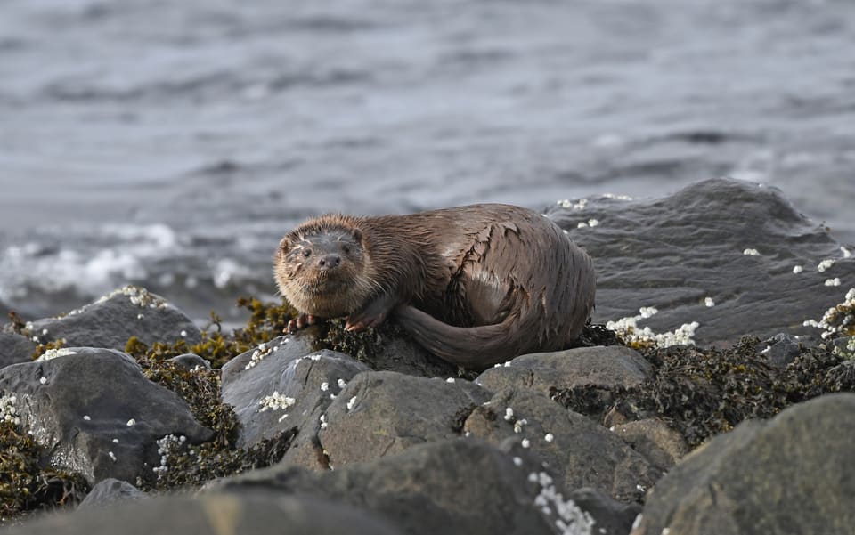 Oter ligger krøllet sammen på tangdekt stein ved havet og ser mot kameraet, med den lange halen bøyd langs kroppen.