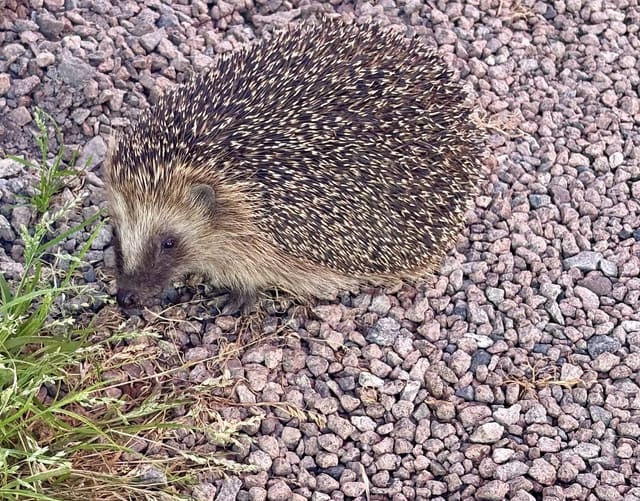 Piggsvin går over rosa grus sett fra siden, med mørkebrune pigger med lyse spisser, spiss snute og et lite øre.