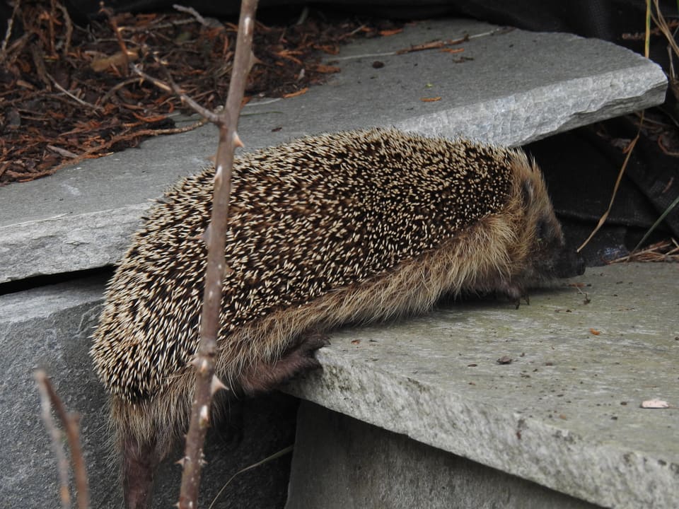 Piggsvin kryper over kanten av en grå steinhelle, sett fra siden, med tett dekke av lyse og mørke pigger og snuten ned mot underlaget.