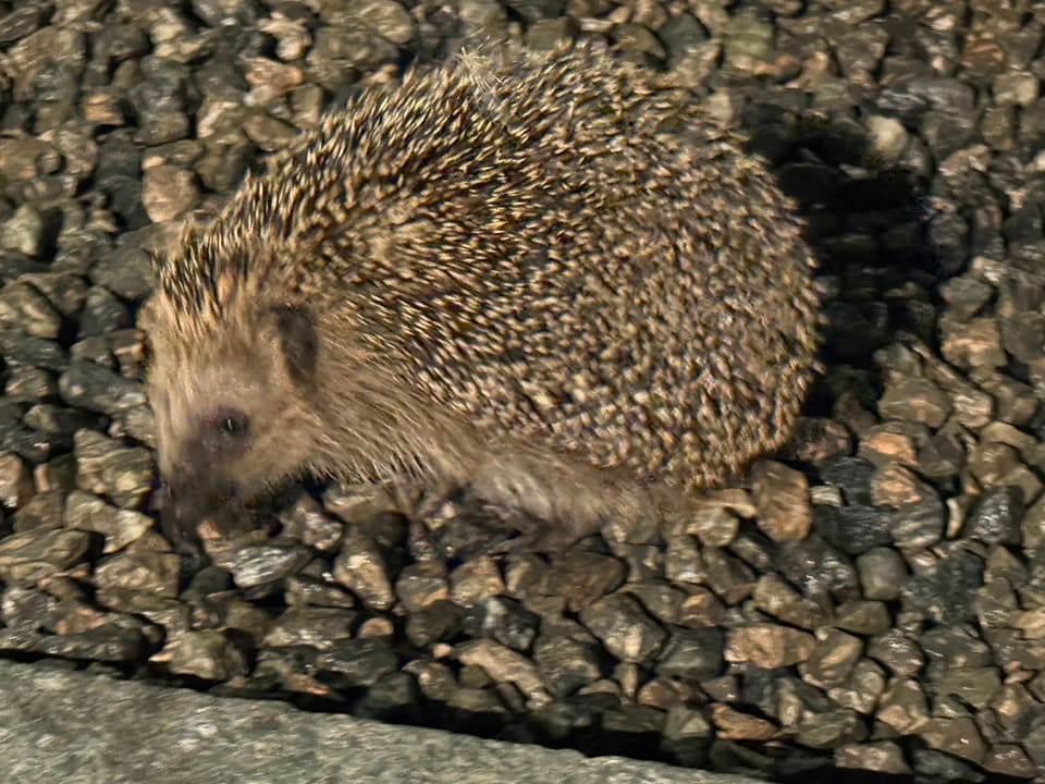 Piggsvin går over grov, mørk grus i kunstig lys, sett fra siden med brune pigger og lys, spiss snute.