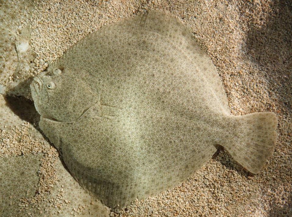 Piggvar sett ovenfra på lys sandbunn. Kroppen er nesten rund som en ruter, flekkete i sand og grønnbrunt, og begge øynene sitter på venstre side av hodet.