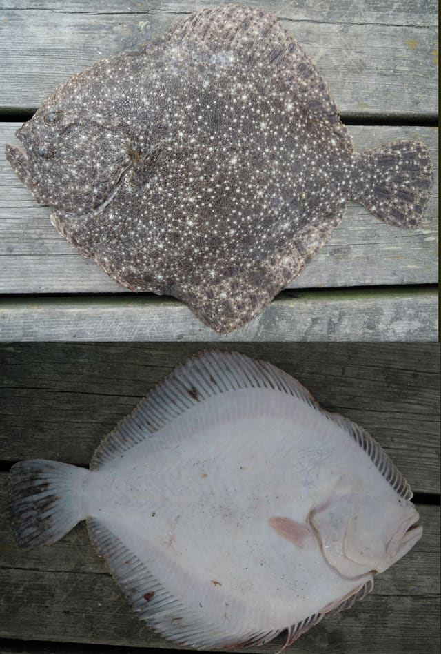 Piggvar sett fra oversiden og fra den hvite undersiden, nesten rund kropp og små, spredte pigger på den mørke siden.