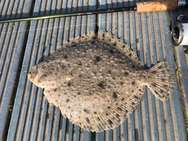 Piggvar på en rist med fiskestang i kanten. Tett brunflekket hud med store, mørke flekker og skarpe knuter.