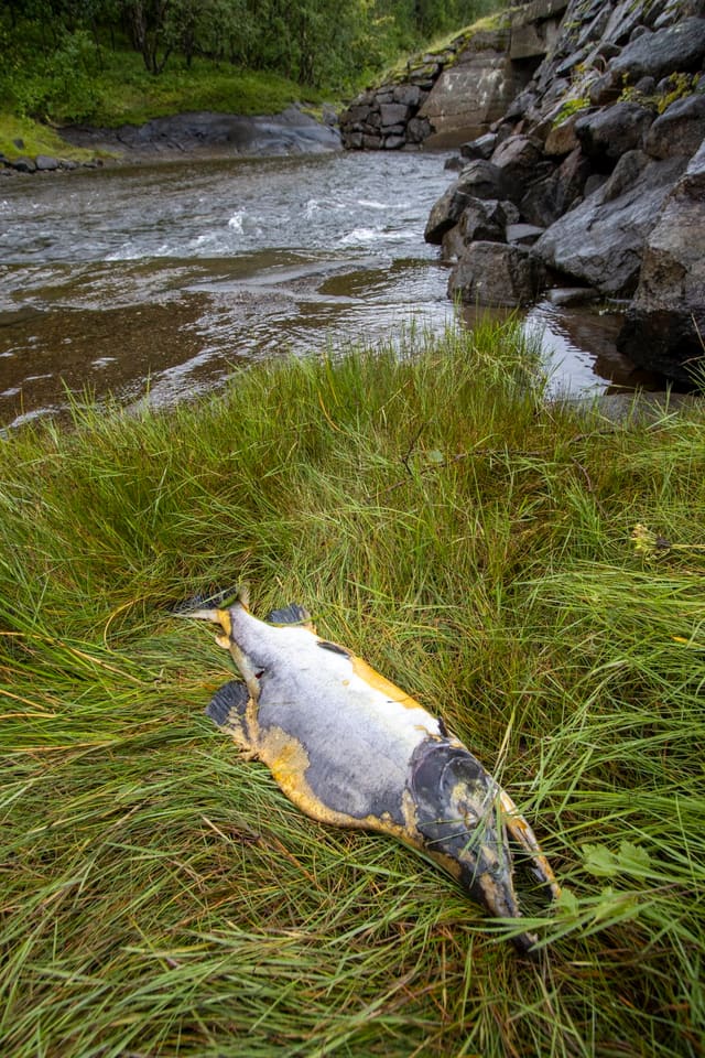 Død pukkellakshann ligger på gress ved en elv. Kroppen er mørk og gul, med tydelig pukkel bak hodet.