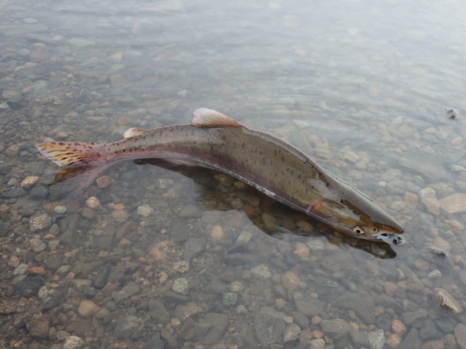 Mørk pukkellakshann svømmer i klart, grunt elvevann over småstein, med pukkel og lyse flekker på halefinnen.