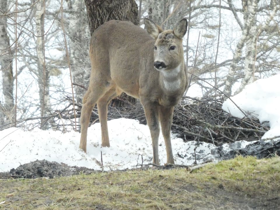 Rådyr i grå vinterpels står mellom bjørkestammer og snøflekker og ser mot kameraet, med lys halsflekk.