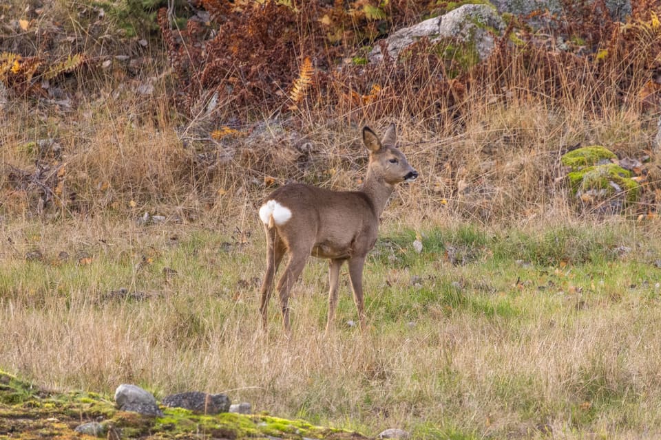 Rådyr i grå vinterpels står i tørt gress med et tydelig hvitt speil på rumpa og hodet vendt mot høyre.