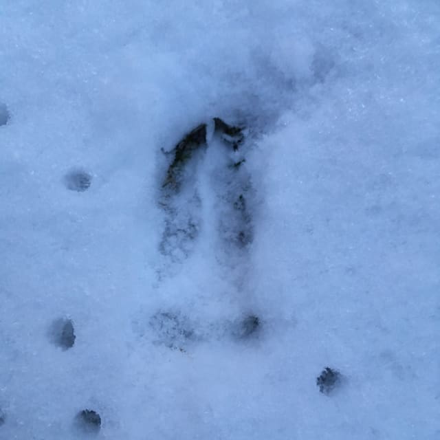 Spor etter rådyr i snø: to smale, spisse klover i et rundt avtrykk, med små hull etter lette skritt rundt.