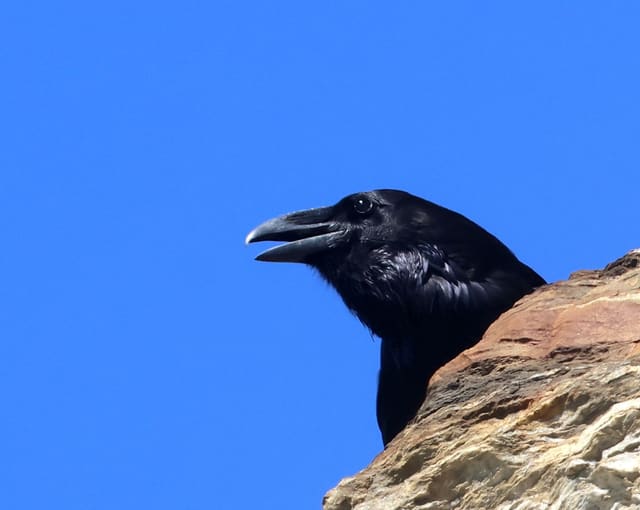 Ravn titter fram bak en stein mot blå himmel med åpent nebb, med helsvart hode, kraftig, buet nebb og løse fjær på strupen.