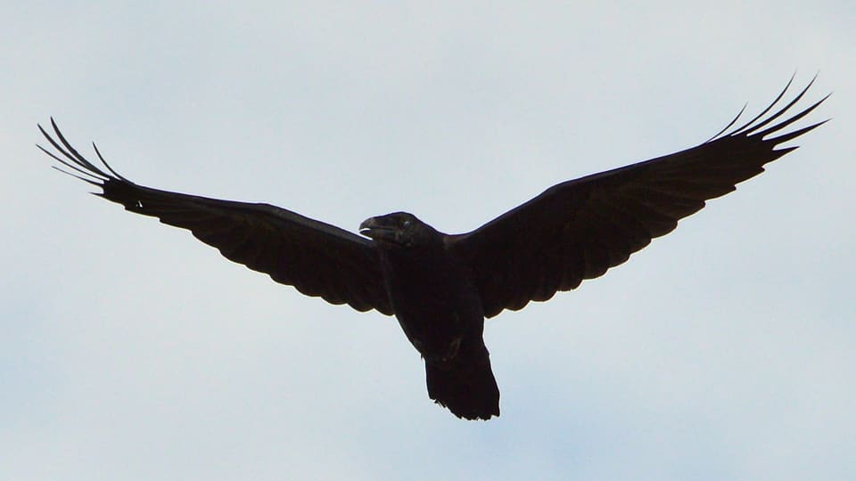 Ravn i flukt sett nedenfra som en mørk silhuett mot lys himmel, med lange vinger med fingrede vingespisser og en kileformet hale.