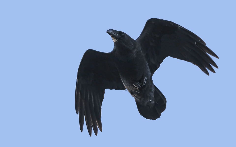 Ravn i flukt over åpent landskap med vingene bøyd nedover, svart med kraftig nebb.