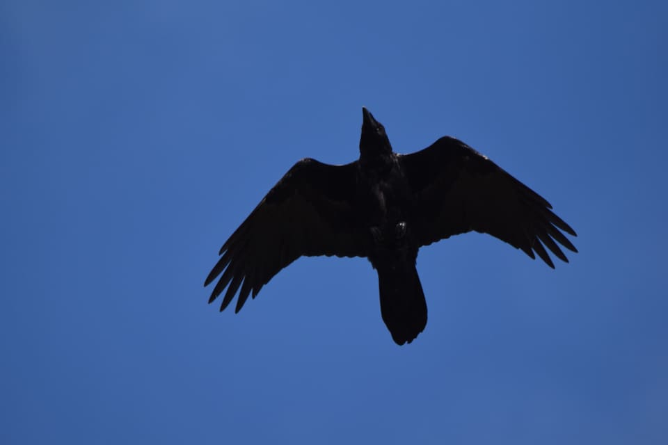 Ravn i flukt sett nedenfra mot blå himmel, med utstrakte, fingrede vinger og en kileformet hale.