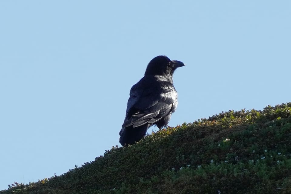 Ravn sitter på en lynggrodd bakketopp mot blå himmel og ser mot høyre, svart med kraftig nebb og strupefjær.