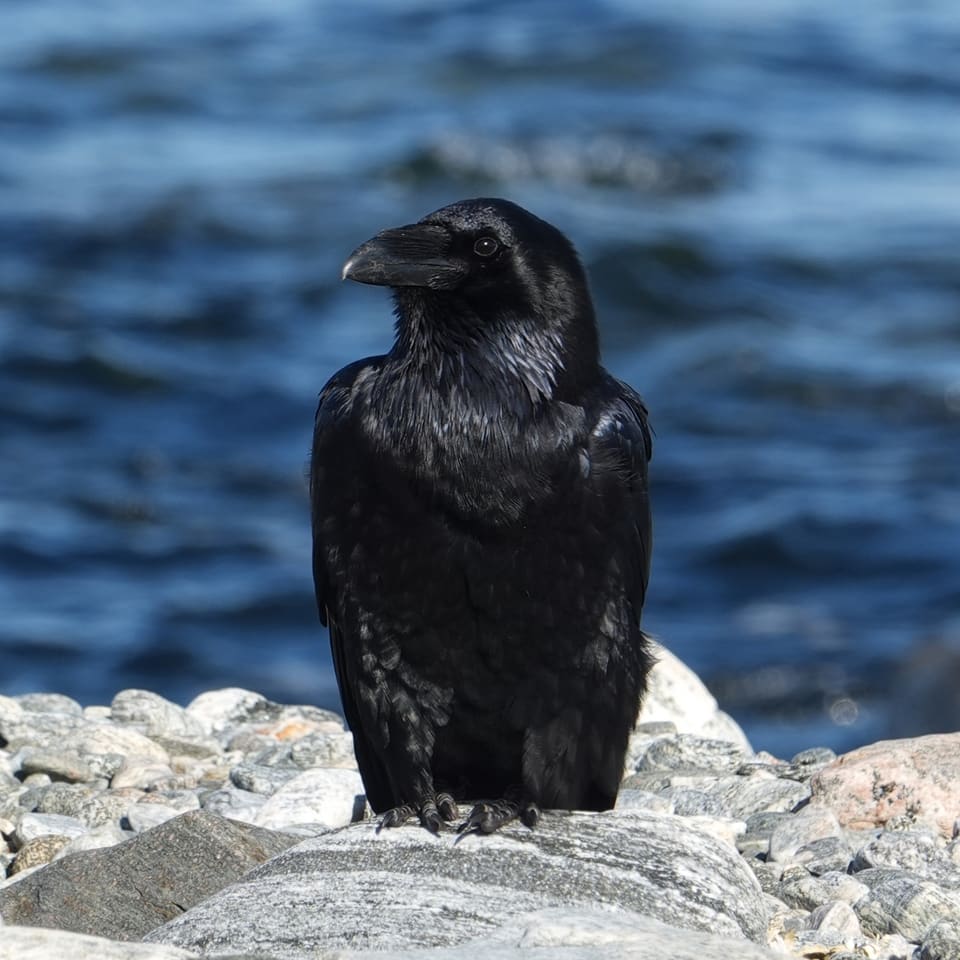 Ravn står på grå steiner ved sjøen og ser mot venstre, helsvart med blåskjær, kraftig buet nebb og løse, tykke fjær på strupen.