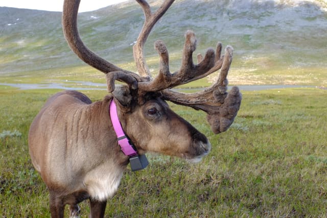 Nærbilde av en tamrein med bastdekte gevir og et rosa halsbånd, på fjellet.