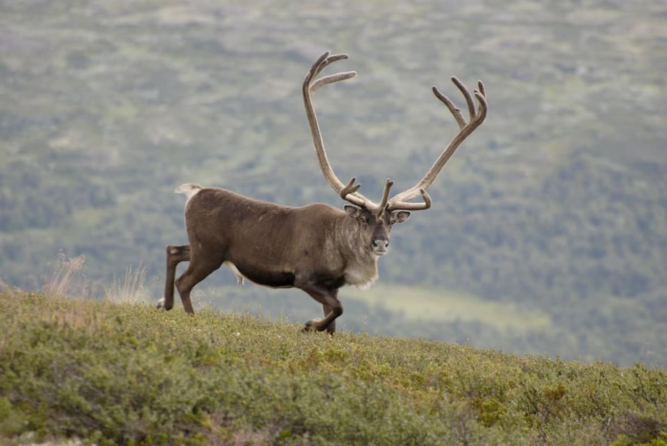 Villreinbukk med store gevir går oppover en fjellside med lyng.