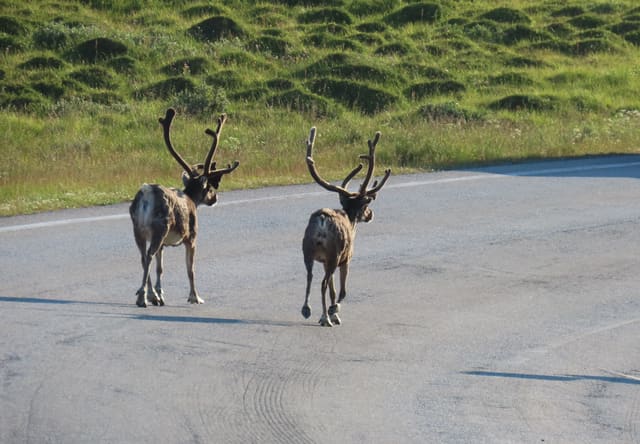 To rein med gevir i bast sett bakfra går bortover en asfaltvei.