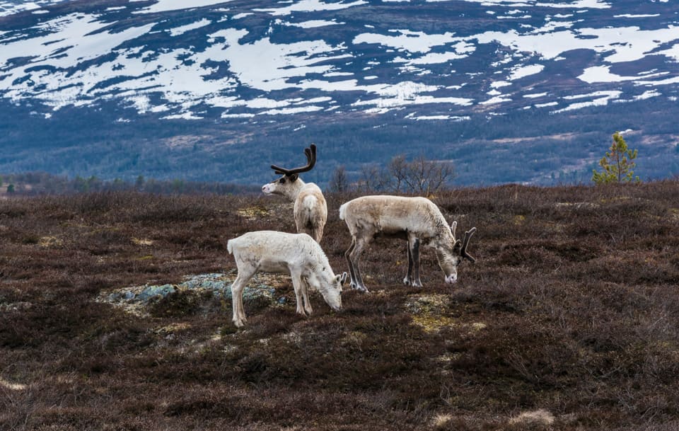 Tre rein beiter på snaut høyfjell med snøflekker i fjellsiden bak.