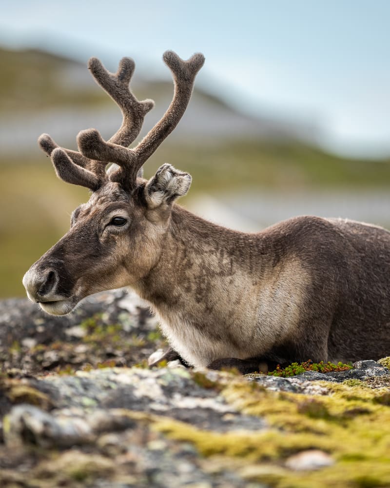 Rein med gevir i bast ligger på en steinete knaus og ser til siden, med uskarp fjellside bak.