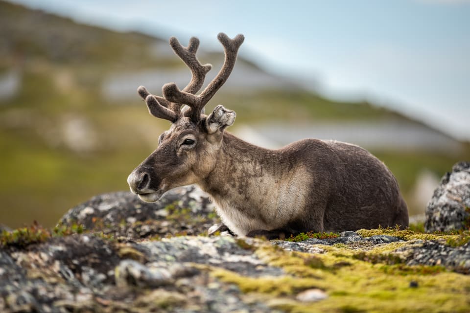 Rein med gevir i bast ligger på en steinete knaus og ser til siden, med uskarp fjellside bak.