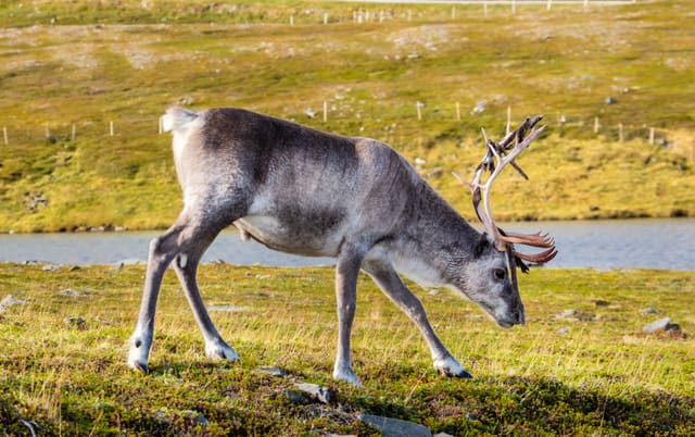 Rein med grenete gevir og rester av bast beiter i sideprofil på en grønn bakke ved et vann.