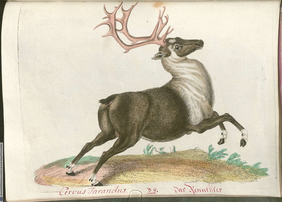 Gammelt, håndkolorert kobberstikk av en rein som spretter over en liten grønn haug, med brunt hode, hvit hals og store, forgrenede gevir. Teksten: Cervus Tarandus, das Rennthier.